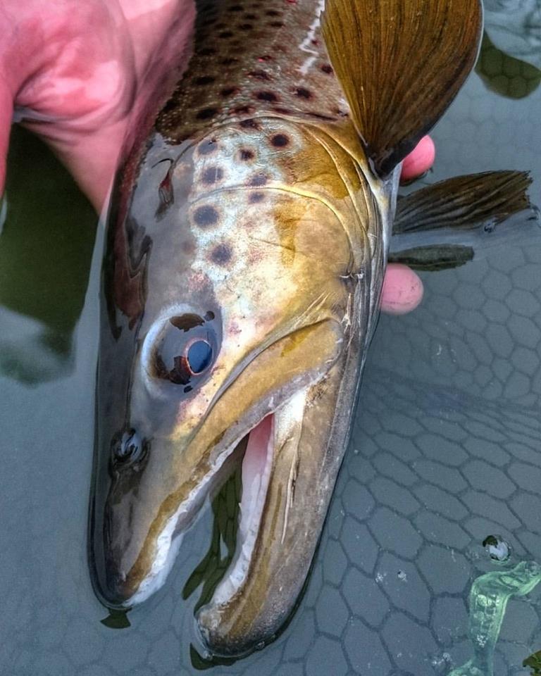 Amazing colours of wild brown trout from Dunajec River - Poland fly fishing