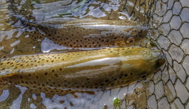 Double catch of trouts - Czech Nymph Fishing