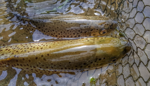 Double catch of trouts - Czech Nymph Fishing