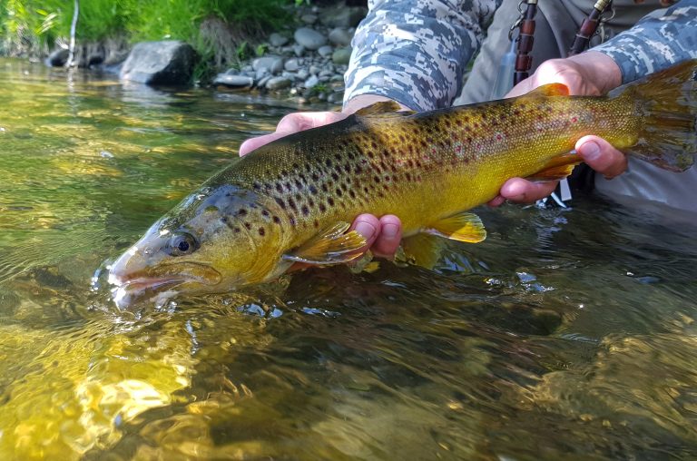 Fly Fishing in Poland