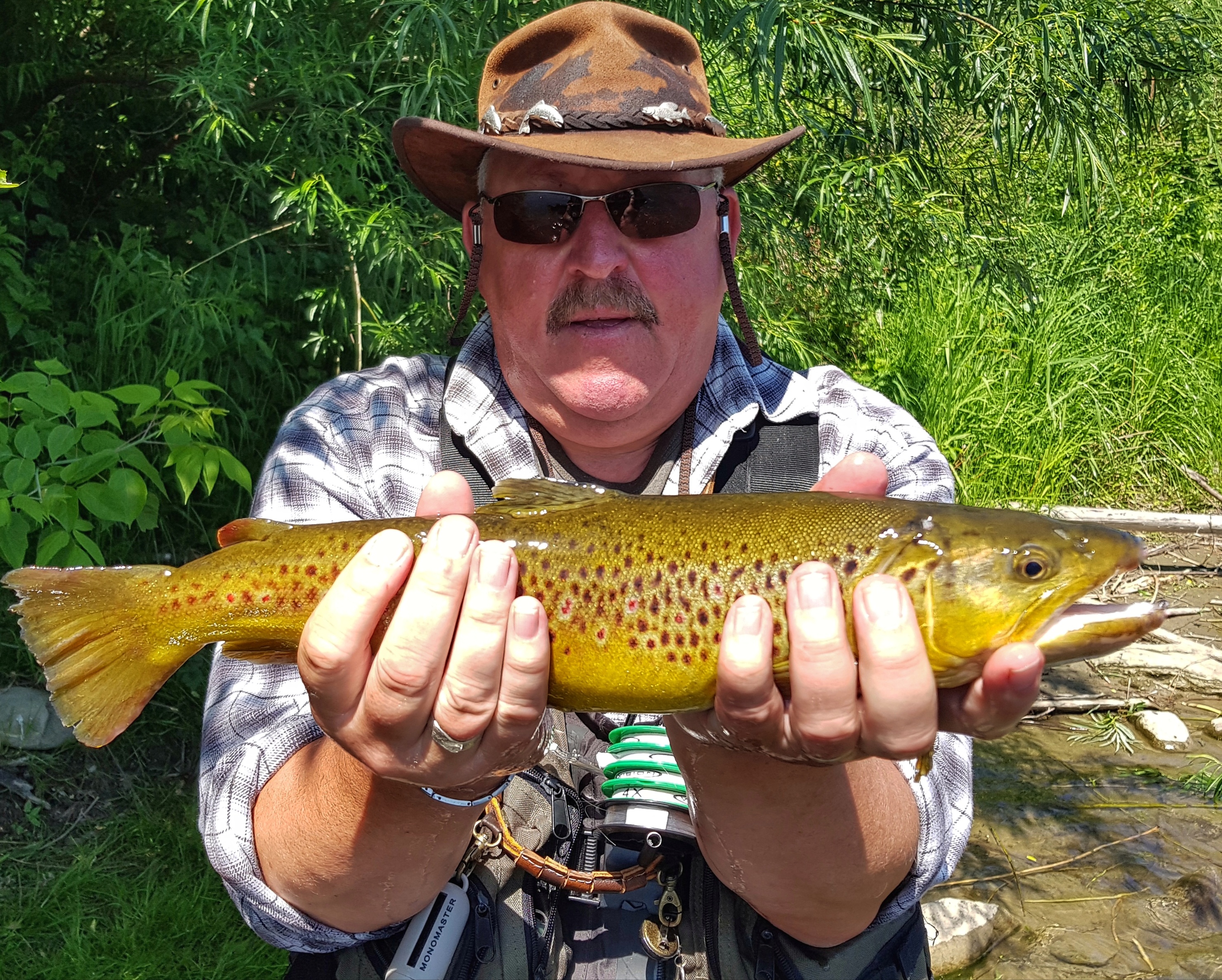 Nice coloured Brown Trout from southern Poland Dunajec River