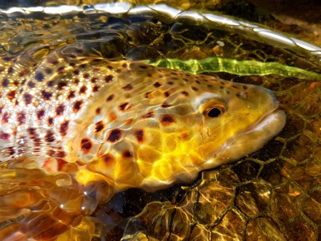 Brown trout in crystal clear water, handle gentle the fish