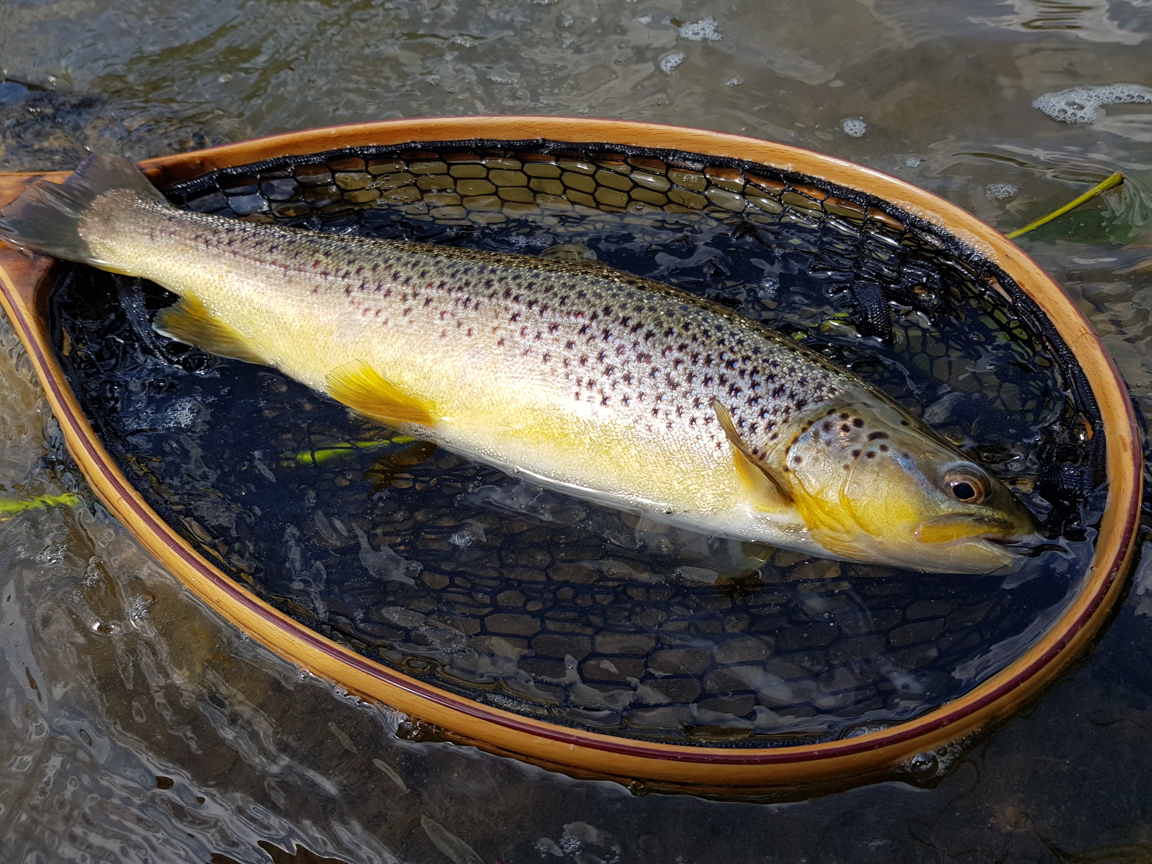 Trout in wooden net Poprad River