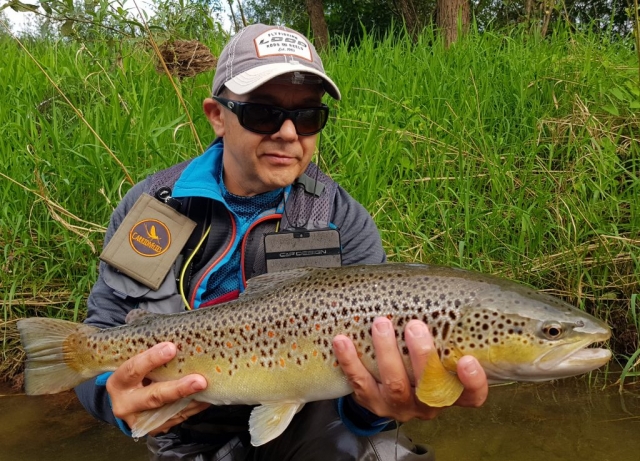 Big fat trout from the river - Dunajec River - Fly Fishing in Poland