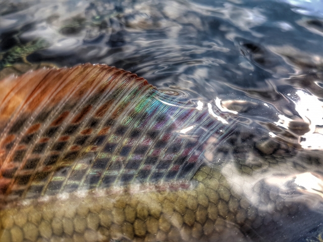 Grayling fin so beautiful