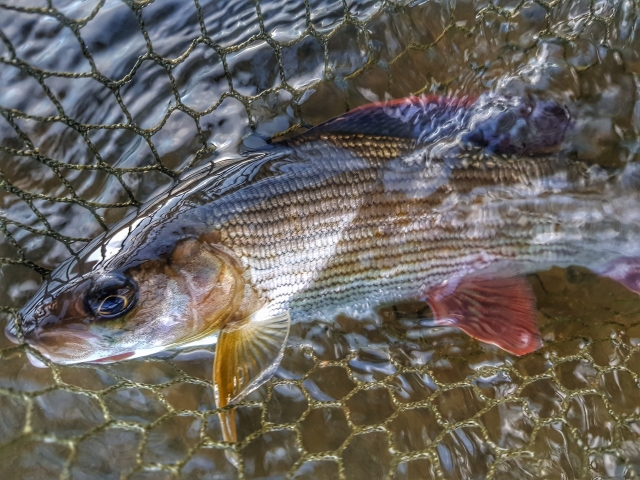 Grayling in the net - catch and release