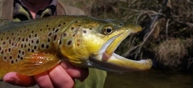 Brown Trout with open mouth - cought with nymph
