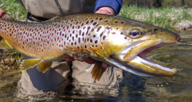 Spring fishing brings big boy Brown Trout - fishing trip Poland