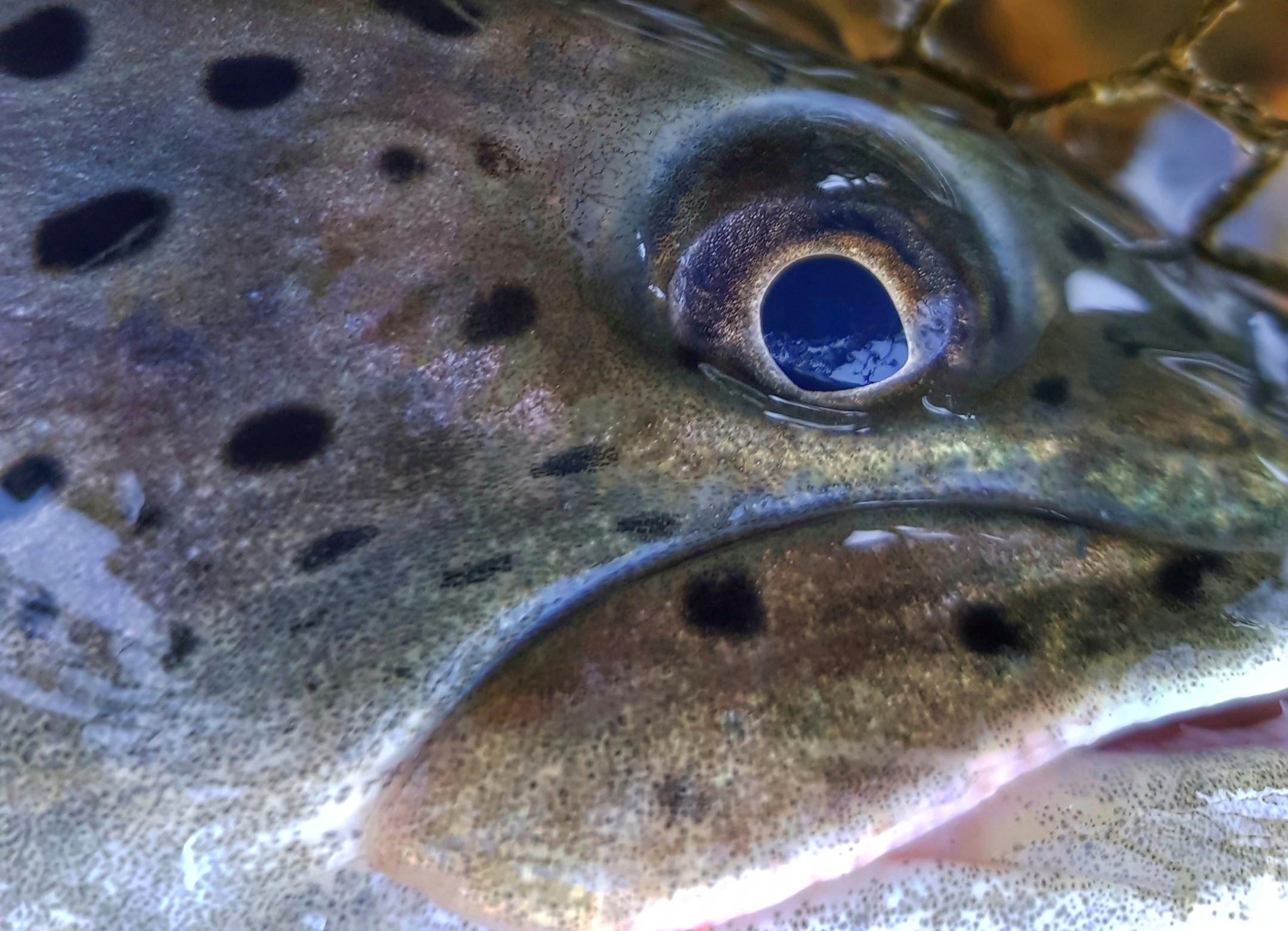 Hucho-hucho before release. Danube Salmon eye. Fly Fishing in Poland
