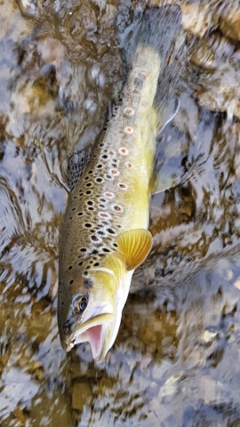 Perdigon nymph for Brown Trout - Poland Bialka River