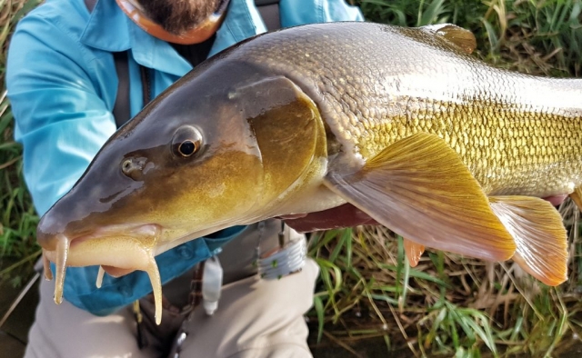 Another barbel cought in Poprad River fly fishing trip