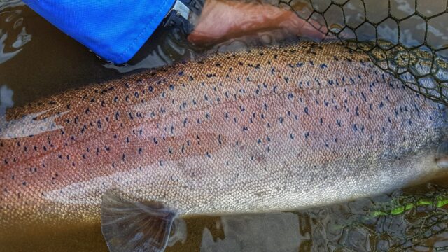 Fat fish, Casio G-SHOCK fan, Fly fishing guide in Poland