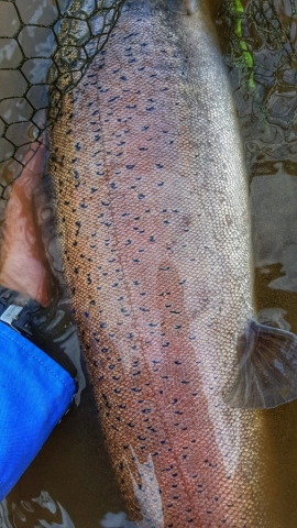 Danube Salmon, TAIMEN ON THE FLY - STREAMER FISHING