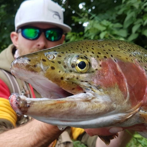 Monster trout form Vah River - fly fishing guide Slovakia