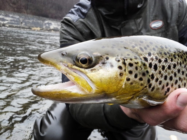 Second wall - Dunajec River,  Airflo, Brown Trout