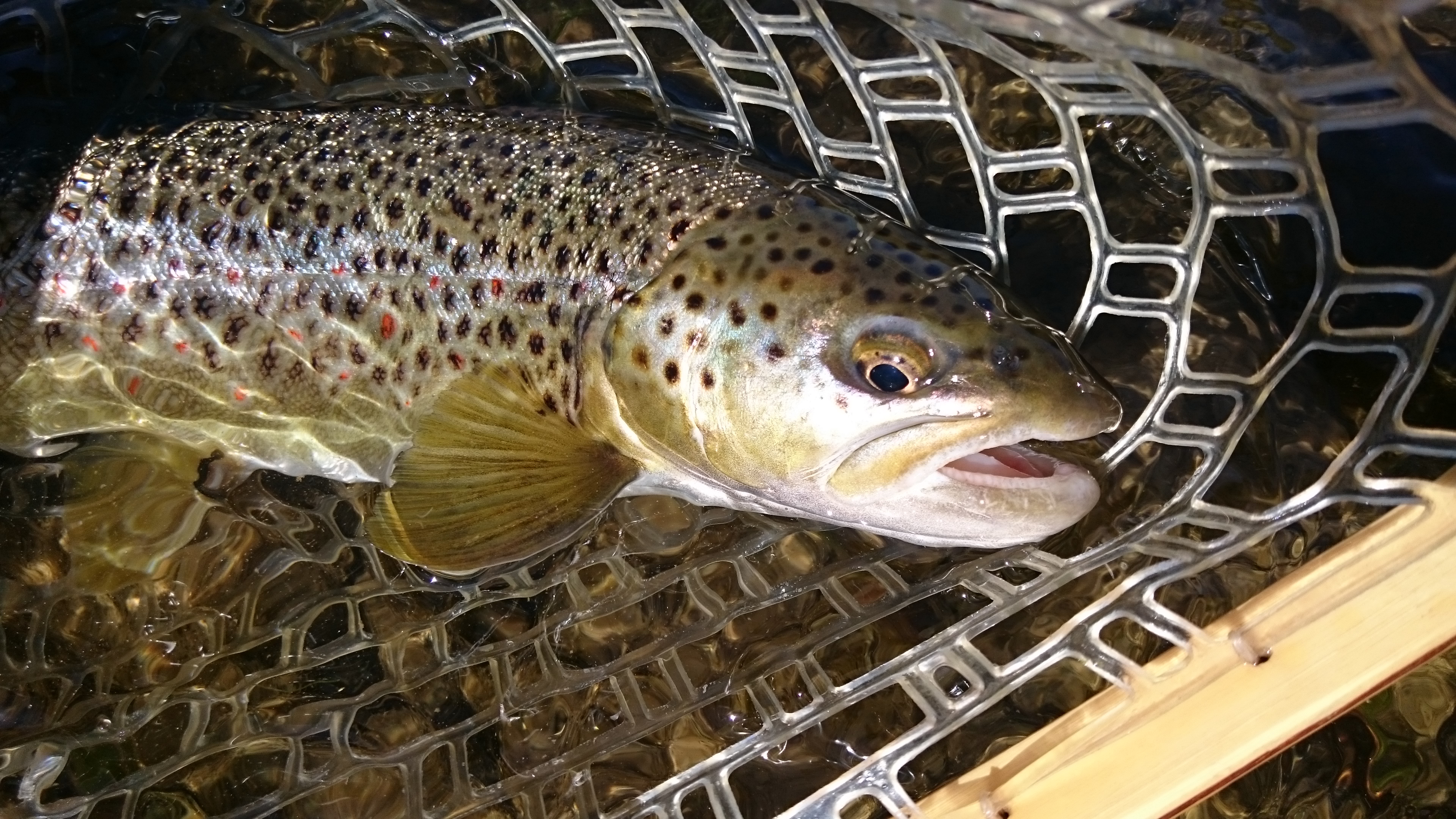 Nice fishing trips Europe - the best guides  Brown Trout
