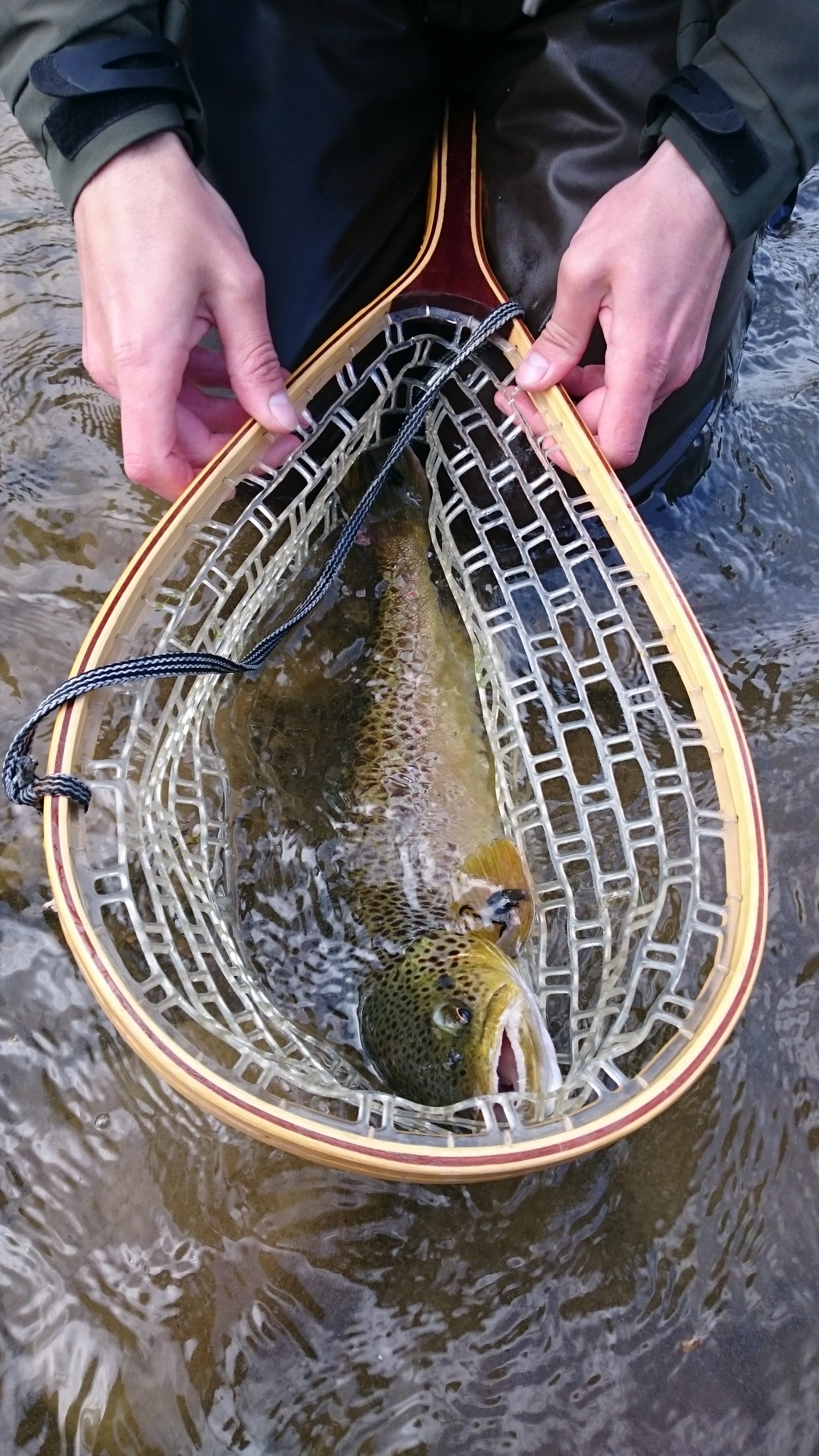 Catch and release brown trout - mountain river