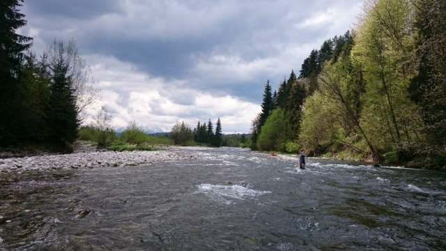 Wild River with wild trouts and graylings.