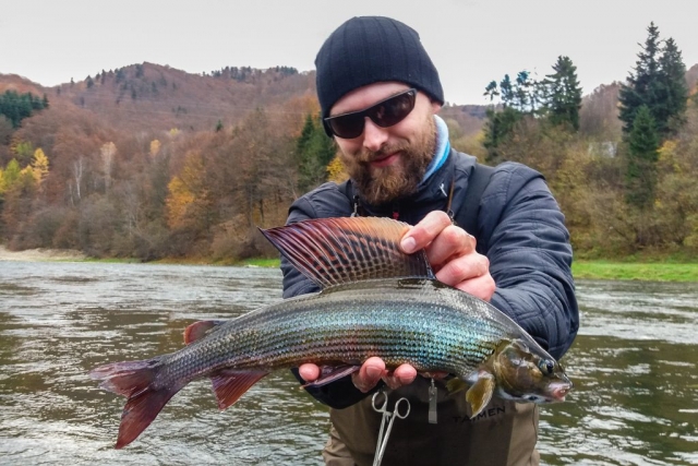Big Grayling on dry fly - Poland fly fishing