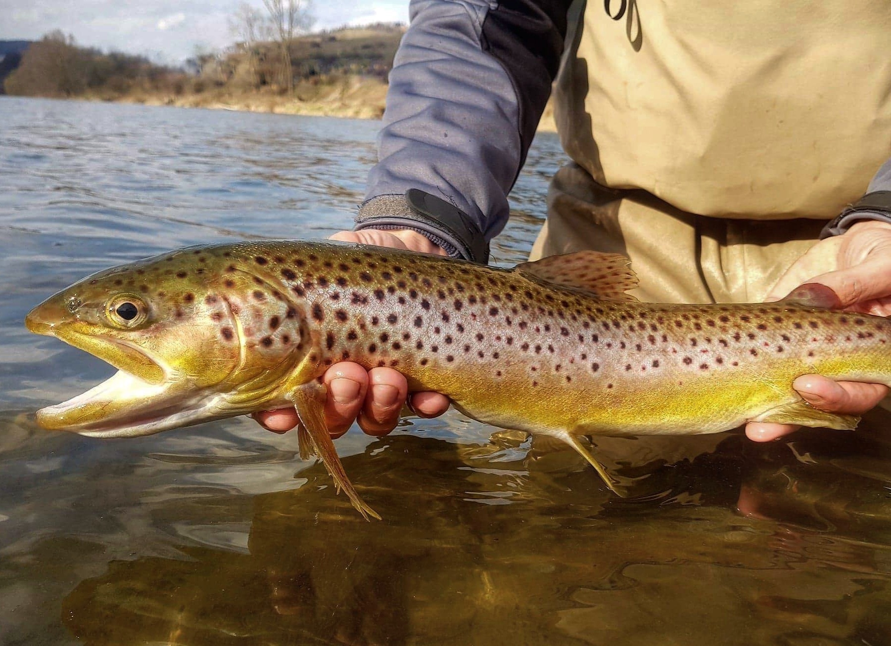 Streamer fishing for trout - spring fishing.