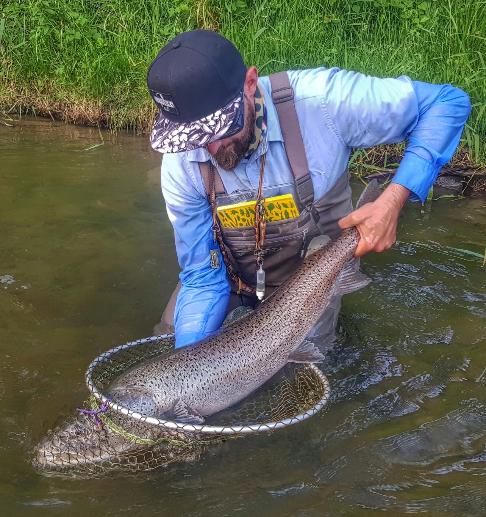 Streamer fishing - Danube Salmon - Mongolian Taimen in Europe Peche à la mouche en Pologne