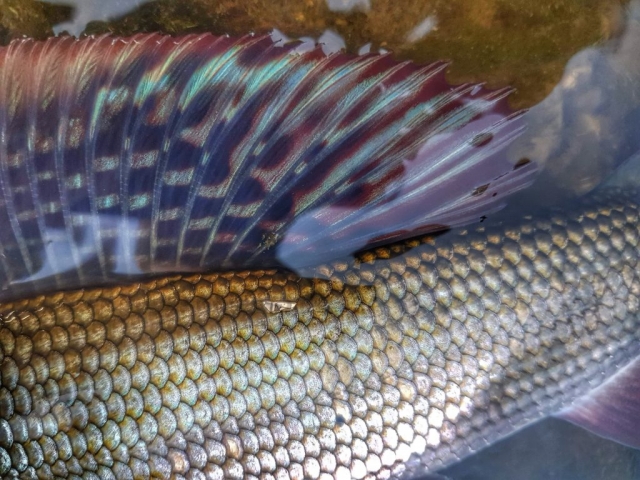 Stunning colours of grayling - Dunajec - fly fishing in Poland