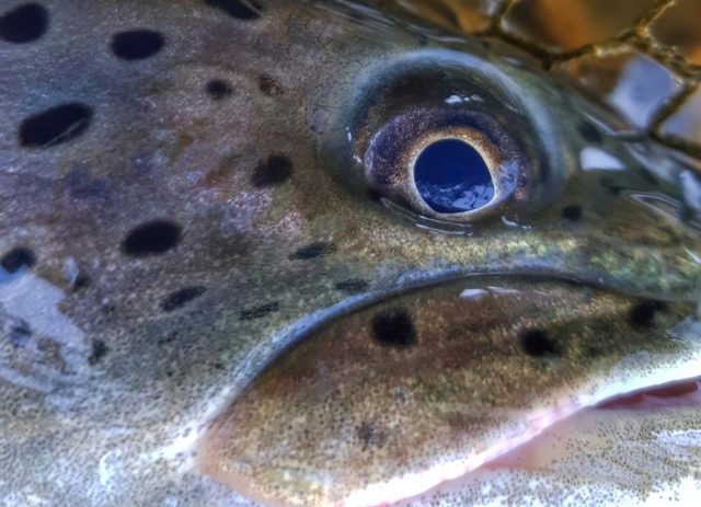 The eye of Hucho - Fly Fishing in Poland
