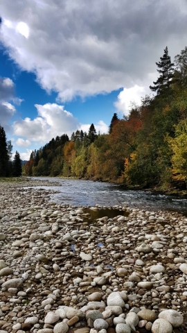 Autumn for grayling dry fly fishing, Europe fly fishing