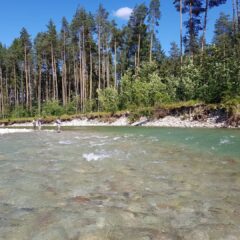 Fly fishig for wild trouts in Erope - Bialka River