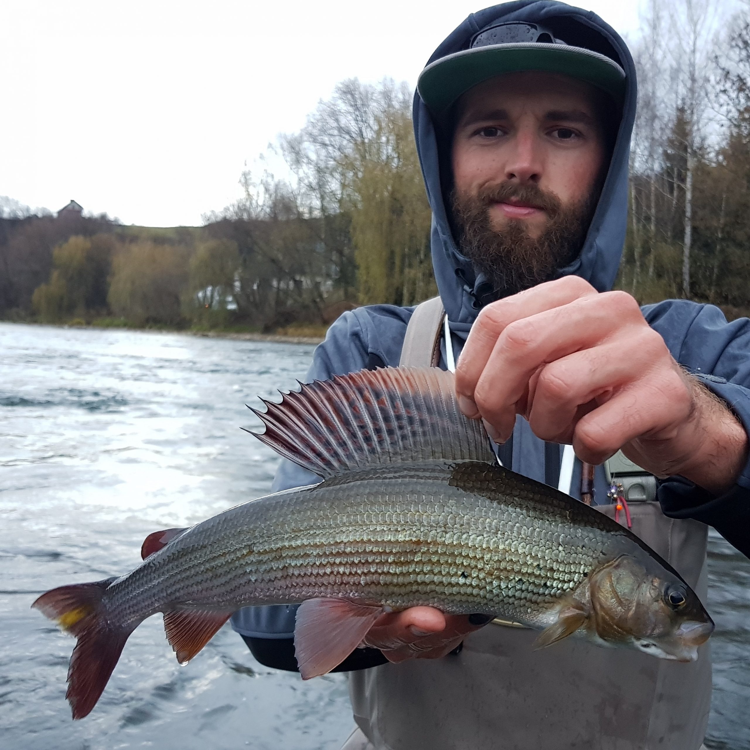 Beautifull fish full of colours fly fishing in poland