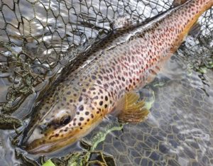 Read more about the article Trouts from Dunajec, early season.