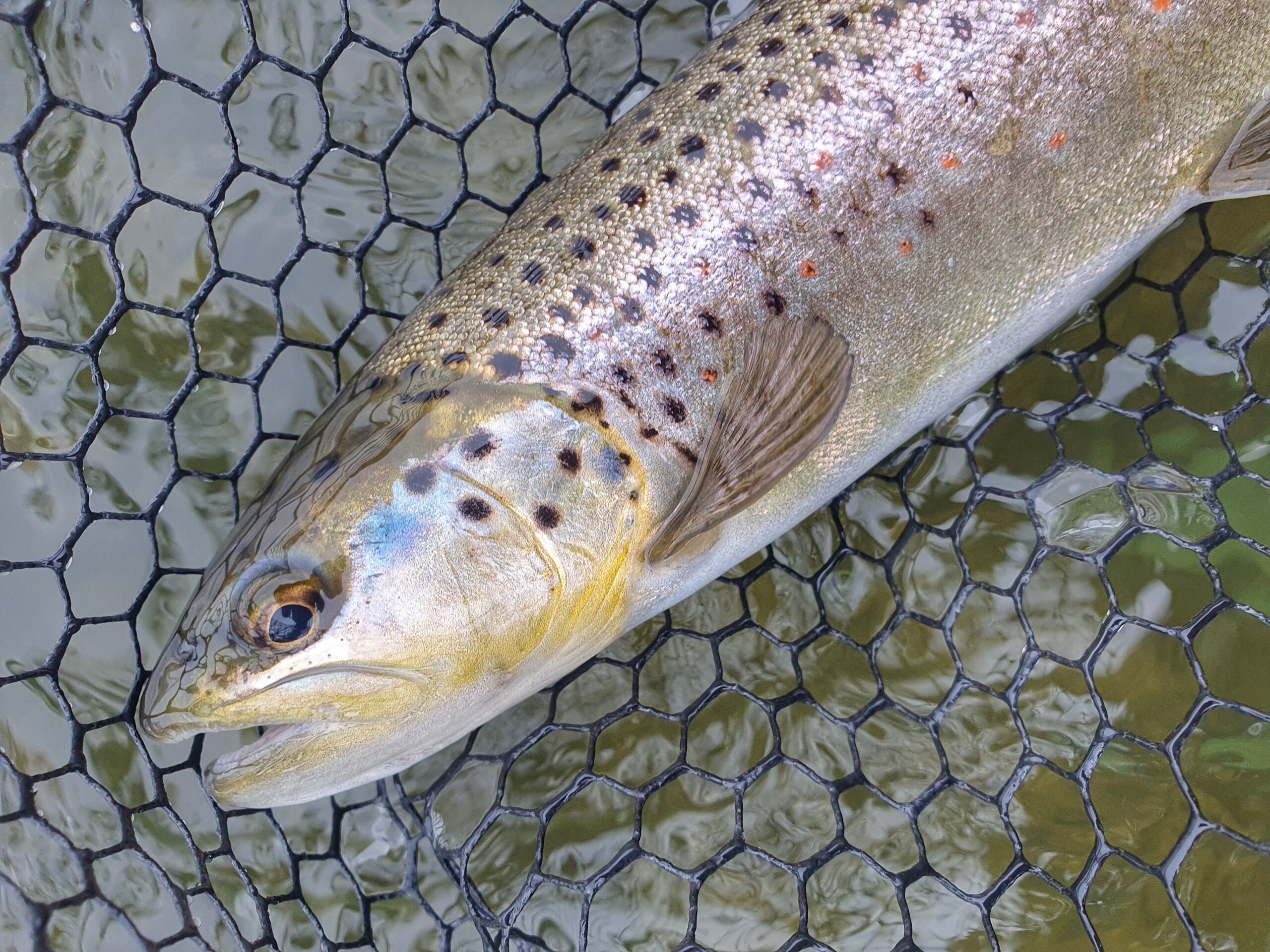 Read more about the article Trout season open
