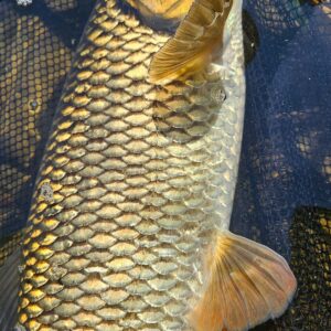 fly fishing in poland